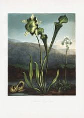 Pelcasa American Bog Plants From The Temple Of Flora (1807) - 50x70 cm 