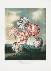 Pelcasa A Group Of Carnations From The Temple Of Flora (1807) - 21x30 cm 