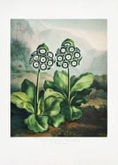 Pelcasa A Group Of Auriculas From The Temple Of Flora 2 (1807) - 50x70 cm 