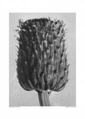 Pelcasa Cirsium Canum (Thistle) - 70x100 cm 