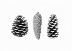 Pelcasa Pine Cone Study - 21x30 cm 