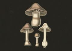 Pelcasa Agaricus Bulbosus Dark Background - 21x30 cm 