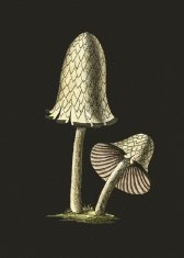 Pelcasa Vintage Inky Cap Edible Mushroom Black Background - 30x40 cm 