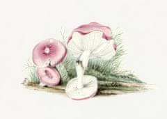 Pelcasa Vintage Russula Emetica Mushroom - 21x30 cm 