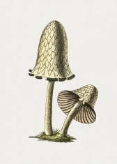 Pelcasa Vintage Inky Cap Edible Mushroom - 50x70 cm 