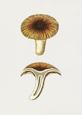 Pelcasa Vintage Chanterelles Edible Mushroom - 30x40 cm 