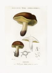 Pelcasa Mushroom (Boletus Circinans) - 50x70 cm 