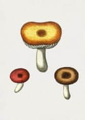 Pelcasa Hand Drawn Galerina Mushroom - 70x100 cm 