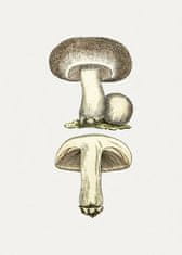 Pelcasa Hand Drawn Field Mushroom Gray - 70x100 cm 