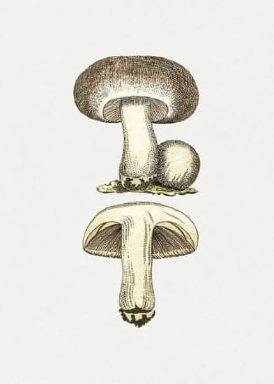 Pelcasa Hand Drawn Field Mushroom Gray - 50x70 cm