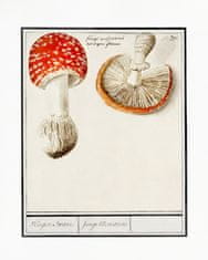 Pelcasa Fly Agaric, Amanita Muscaria - 21x30 cm 