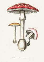 Pelcasa Amanita Muscaria Illustration. Medical Botany 1836 - 21x30 cm 