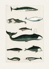 Pelcasa Vintage Whale Poster - 30x40 cm 