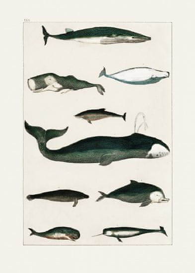 Pelcasa Vintage Whale Poster - 30x40 cm