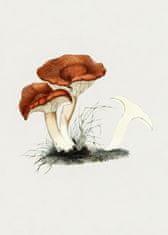 Pelcasa Hand Drawn Rufous Milkcap Mushroom - 21x30 cm 