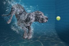 Pelcasa Splashdog - 50x70 cm 