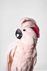 Pelcasa Pink Cockatoo - 70x100 cm 