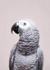 Pelcasa African Grey - 30x40 cm 