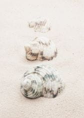 Pelcasa Shells - 50x70 cm 