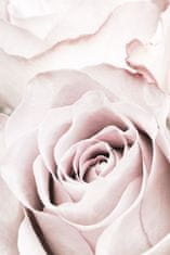 Pelcasa Pink Rose No 05 - 21x30 cm 