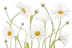 Pelcasa Ox Eye Daisies - 70x100 cm 