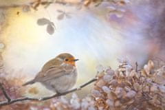 Pelcasa Robin On Dreams - 70x100 cm 