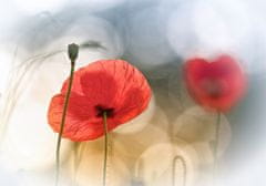 Pelcasa Morning Poppies - 50x70 cm 