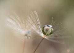 Pelcasa Star Of Dandelion - 30x40 cm 