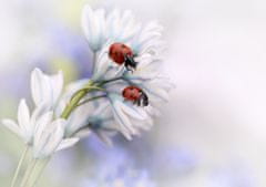 Pelcasa Ladybirds - 50x70 cm 