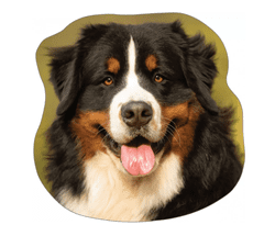EXCELLENT Dekoračný vankúš - Bernský salašnícky pes