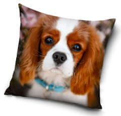 EXCELLENT Dekoračný vankúš - Cavalier king Charles španiel