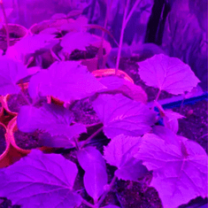 Gardlov 23525 Závesné LED svietidlo na pestovanie rastlín GROW 225LED/36 W