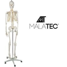 Malatec Anatomický model ľudskej kostry 1:1, biely, plast + kov, 180 cm