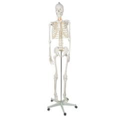 Malatec Anatomický model ľudskej kostry 1:1, biely, plast + kov, 180 cm