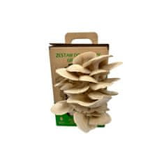 PLANTO Hliva ustricová 6l (Pleurotus ostreatus) MUSHROOMS GROW KIT PO-6L-HU