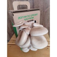 PLANTO Hliva ustricová 6l (Pleurotus ostreatus) MUSHROOMS GROW KIT PO-6L-HU