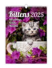 Kalendár nástenný 2025 - Kittens / Katzenbabys / Mačiatka / Mačičky