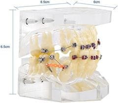 Verk  27403 Ortodontický model zubov