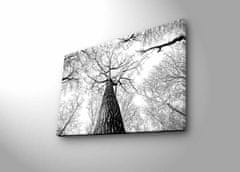 Wallity Maľba s LED osvetlením TREE ROOT 68 45 x 70 cm