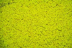 Lk Baits Fluoro Pellet Pineapple/N-Butyric 1kg, 2mm