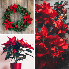 BOBIMARKET betlehemská hviezda umelá v kvetináči 49cm poinsettia umelé kvety