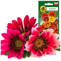 BOBIMARKET gazania viacfarebná dlho kvitne semená 0,8g