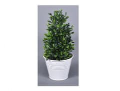 Kvetina BUXUS v plechovom kvetináči 20cm