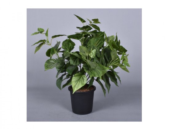 Kvetina FILODENDRON v kvetináči 35cm