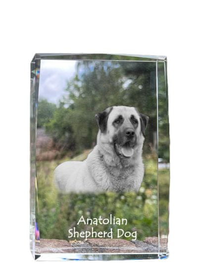 Artdog Anatolský pastiersky pes, Anatolský pastiersky pes - krištáľ s fotkou psa, foto v skle, moderná výstava fotografií značky Art-Dog