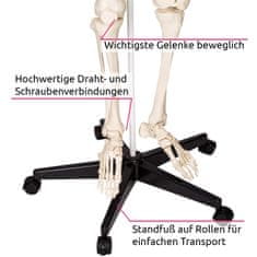 tectake Anatomický model ľudskej kostry 180 cm