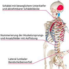 tectake Anatomická kostra s označením svalov