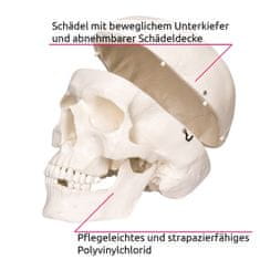 tectake Anatomický model ľudskej kostry 180 cm