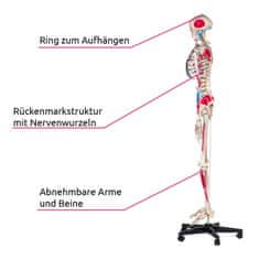 tectake Anatomická kostra s označením svalov