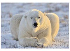 Dimex fototapeta MS-5-0220 Ľadový medveď 375 x 250 cm